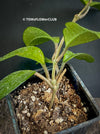 Hoya carnosa, wax plant, Wachsblume, voskovka, organically grown tropical plants for sale at TOMs FLOWer CLUB.