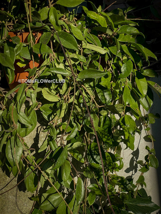 Hoya carnosa, wax plant, Wachsblume, voskovka, organically grown tropical plants for sale at TOMs FLOWer CLUB.