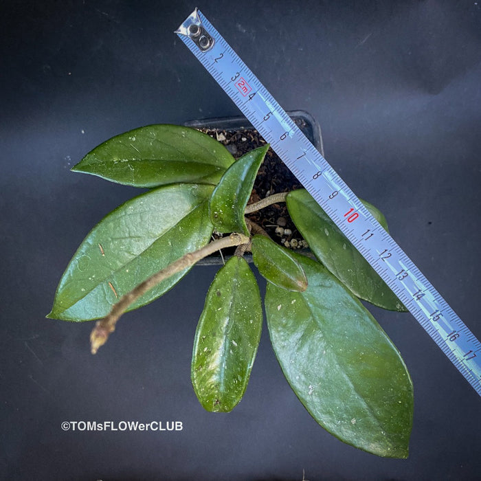 Hoya carnosa, wax plant, Wachsblume, voskovka, organically grown tropical plants for sale at TOMs FLOWer CLUB.