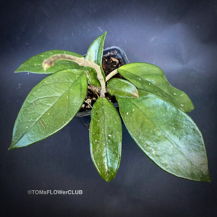 Hoya carnosa, wax plant, Wachsblume, voskovka, organically grown tropical plants for sale at TOMs FLOWer CLUB.