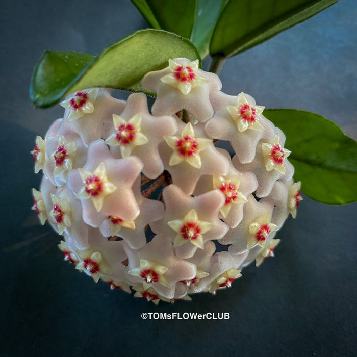 Hoya carnosa, wax plant, Wachsblume, voskovka, organically grown tropical plants for sale at TOMs FLOWer CLUB.