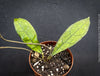 Hoya clemensiorum Borneo Leaf Hoya with deeply veined tropical foliage from TOMs FLOWer CLUB