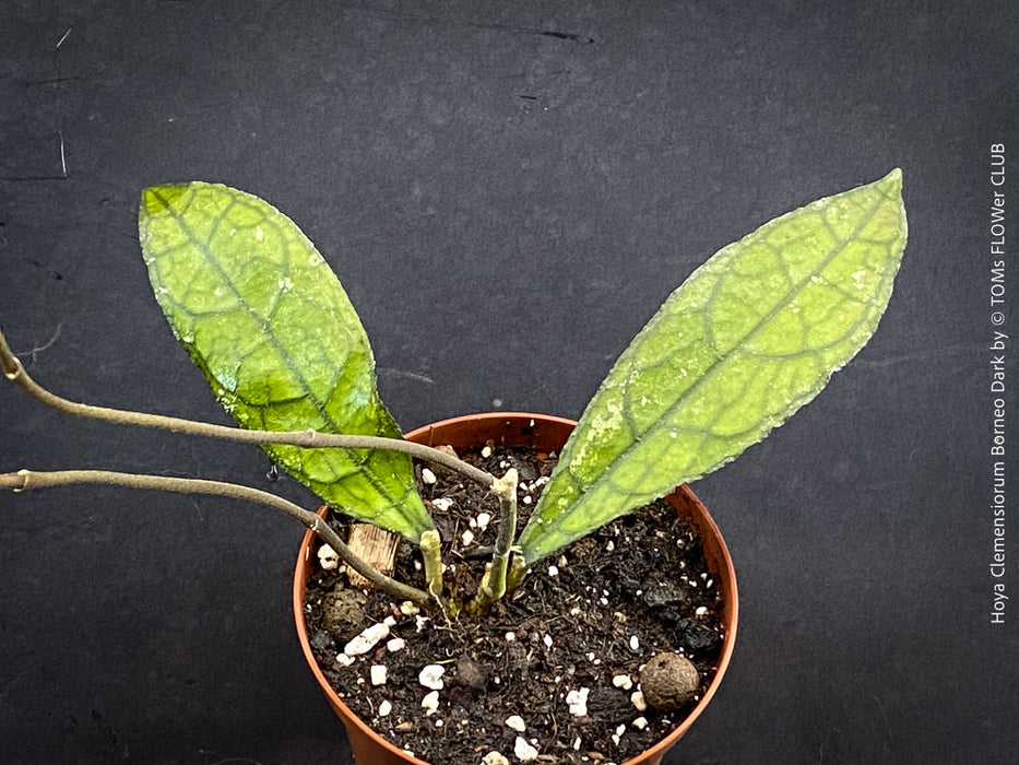 Hoya clemensiorum Borneo Leaf Hoya with deeply veined tropical foliage from TOMs FLOWer CLUB