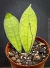 Hoya clemensiorum Borneo Leaf Hoya with deeply veined tropical foliage from TOMs FLOWer CLUB