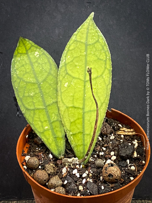 Hoya clemensiorum Borneo Leaf Hoya with deeply veined tropical foliage from TOMs FLOWer CLUB