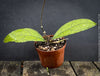 Hoya clemensiorum Borneo Leaf Hoya with deeply veined tropical foliage from TOMs FLOWer CLUB