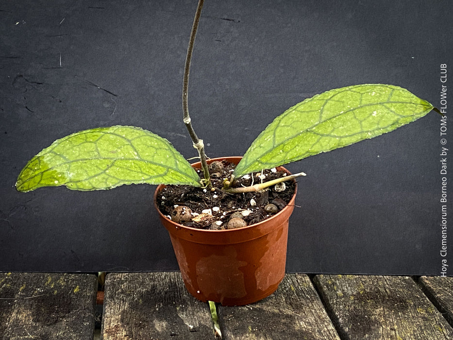 Hoya clemensiorum Borneo Leaf Hoya with deeply veined tropical foliage from TOMs FLOWer CLUB