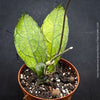 Rare Hoya clemensiorum collector plant showing large textured rainforest leaves for sale at TOMs FLOWer CLUB