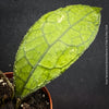 Leaf detail of Hoya clemensiorum collector plant showing large textured rainforest leaves for sale at TOMs FLOWer CLUB