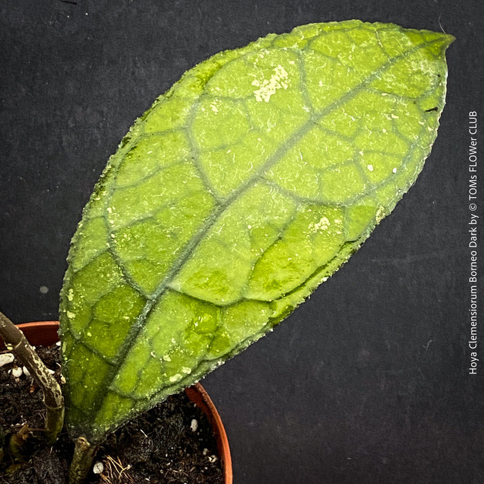 Leaf detail of Hoya clemensiorum collector plant showing large textured rainforest leaves for sale at TOMs FLOWer CLUB