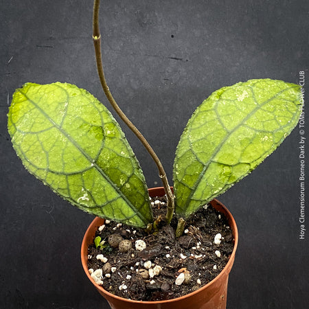 Rare Hoya clemensiorum collector plant showing large textured rainforest leaves for sale at TOMs FLOWer CLUB