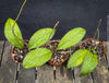 Established cuttings of Hoya clemensiorum collector plant showing large textured rainforest leaves for sale at TOMs FLOWer CLUB