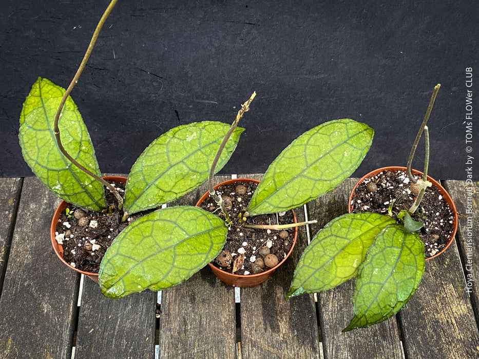 Established cuttings of Hoya clemensiorum collector plant showing large textured rainforest leaves for sale at TOMs FLOWer CLUB