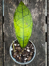 Rare Hoya clemensiorum collector plant showing large textured rainforest leaves for sale at TOMs FLOWer CLUB