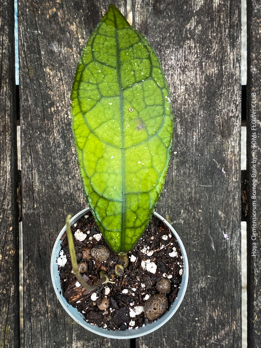 Rare Hoya clemensiorum collector plant showing large textured rainforest leaves for sale at TOMs FLOWer CLUB