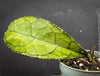 Healthy Hoya clemensiorum growing in custom Hoya substrate at TOMs FLOWer CLUB