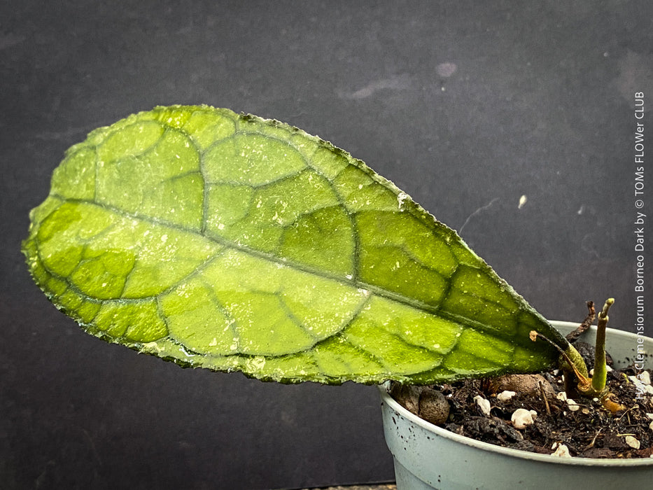 Healthy Hoya clemensiorum growing in custom Hoya substrate at TOMs FLOWer CLUB