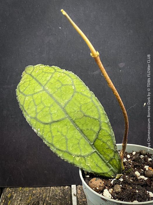 Healthy Hoya clemensiorum growing in custom Hoya substrate at TOMs FLOWer CLUB
