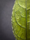 Healthy Hoya clemensiorum growing in custom Hoya substrate at TOMs FLOWer CLUB