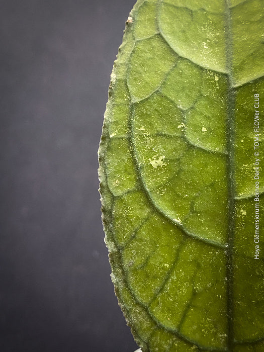 Healthy Hoya clemensiorum growing in custom Hoya substrate at TOMs FLOWer CLUB