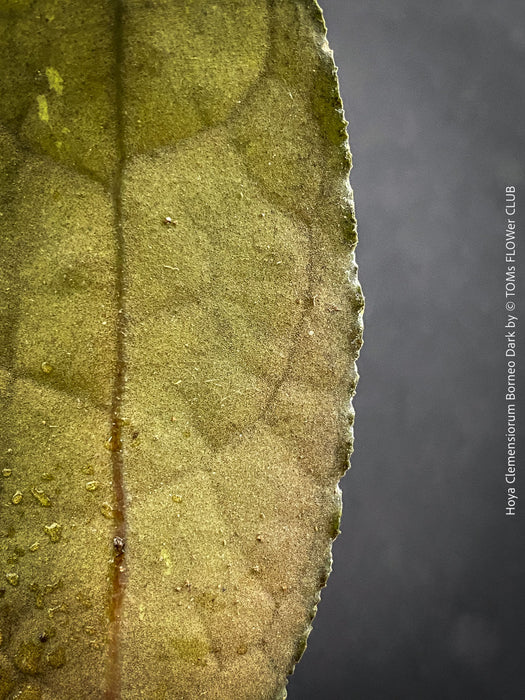 Healthy Hoya clemensiorum growing in custom Hoya substrate at TOMs FLOWer CLUB