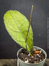 Healthy Hoya clemensiorum growing in custom Hoya substrate at TOMs FLOWer CLUB