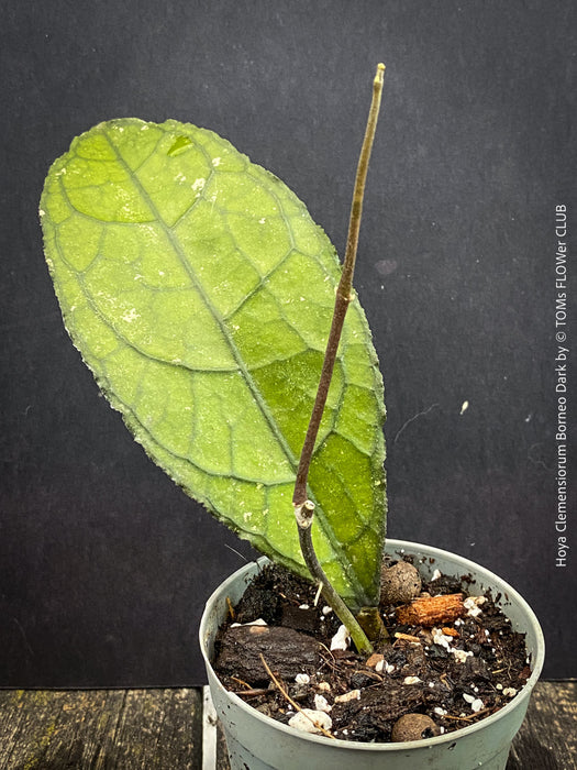 Healthy Hoya clemensiorum growing in custom Hoya substrate at TOMs FLOWer CLUB