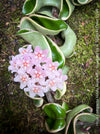 Flowering Hoya Compacta Hindu Rope Albo Variegata, organically grown tropical Hoya plants for sale at TOMs FLOWer CLUB.
