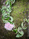 Flowering Hoya Compacta Hindu Rope Albo Variegata, organically grown tropical Hoya plants for sale at TOMs FLOWer CLUB.