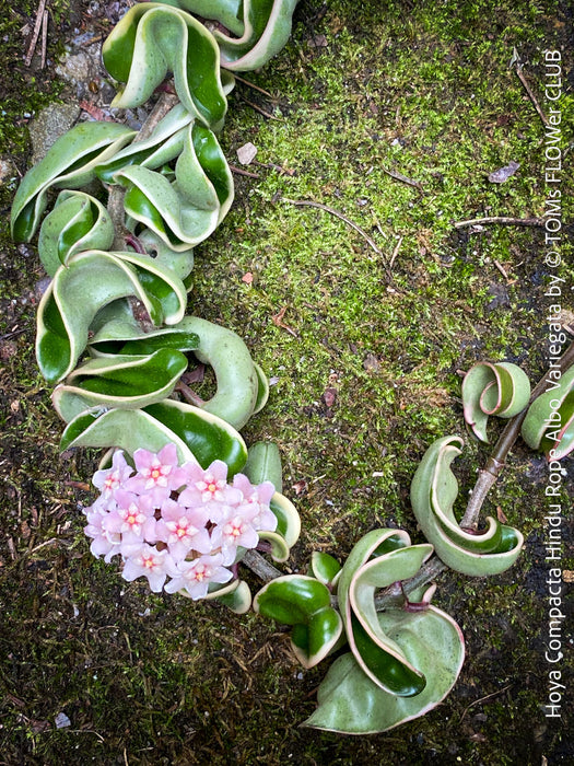 Flowering Hoya Compacta Hindu Rope Albo Variegata, organically grown tropical Hoya plants for sale at TOMs FLOWer CLUB.