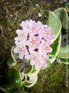 Flowering Hoya Compacta Hindu Rope Albo Variegata, organically grown tropical Hoya plants for sale at TOMs FLOWer CLUB.