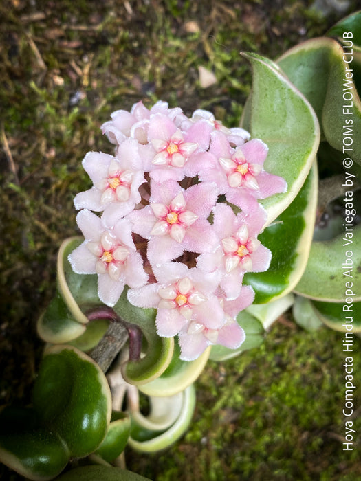 Flowering Hoya Compacta Hindu Rope Albo Variegata, organically grown tropical Hoya plants for sale at TOMs FLOWer CLUB.