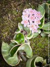 Flowering Hoya Compacta Hindu Rope Albo Variegata, organically grown tropical Hoya plants for sale at TOMs FLOWer CLUB.
