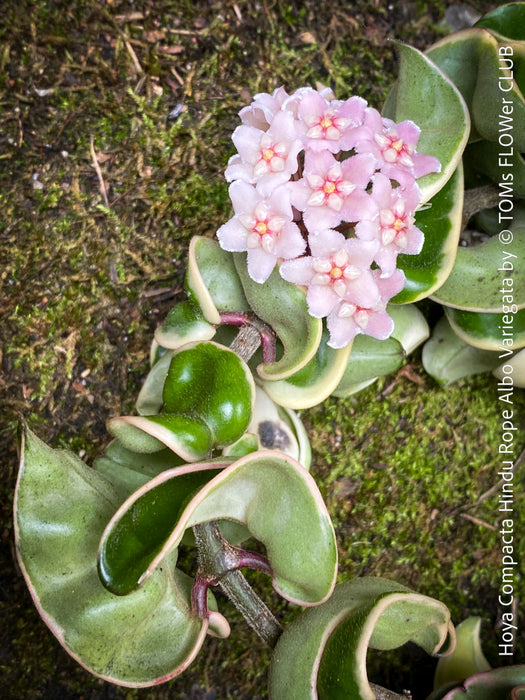 Flowering Hoya Compacta Hindu Rope Albo Variegata, organically grown tropical Hoya plants for sale at TOMs FLOWer CLUB.