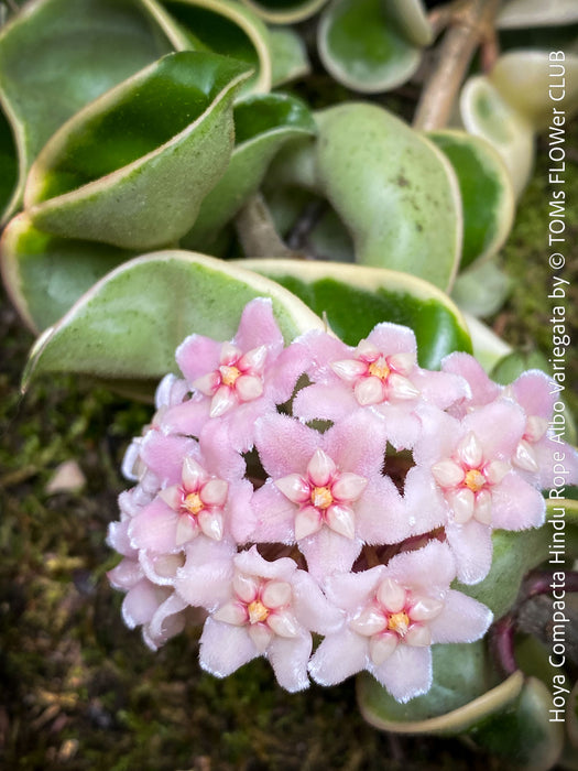 Flowering Hoya Compacta Hindu Rope Albo Variegata, organically grown tropical Hoya plants for sale at TOMs FLOWer CLUB.