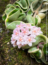 Flowering Hoya Compacta Hindu Rope Albo Variegata, organically grown tropical Hoya plants for sale at TOMs FLOWer CLUB.