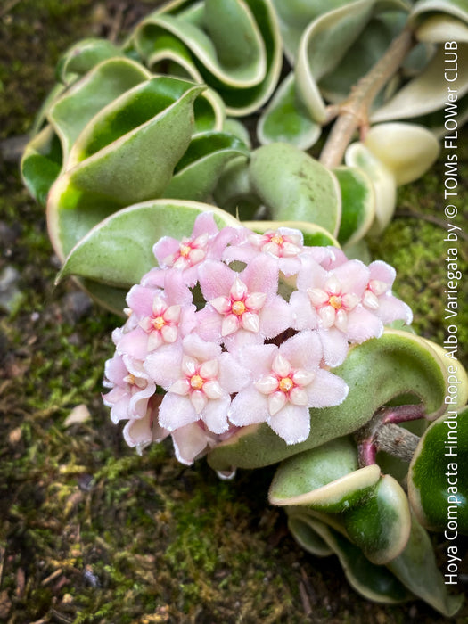 Flowering Hoya Compacta Hindu Rope Albo Variegata, organically grown tropical Hoya plants for sale at TOMs FLOWer CLUB.