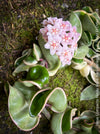 Flowering Hoya Compacta Hindu Rope Albo Variegata, organically grown tropical Hoya plants for sale at TOMs FLOWer CLUB.