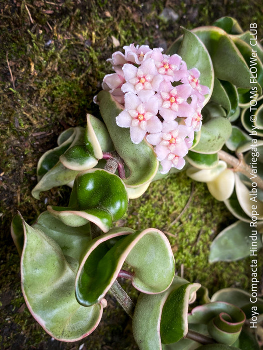Flowering Hoya Compacta Hindu Rope Albo Variegata, organically grown tropical Hoya plants for sale at TOMs FLOWer CLUB.
