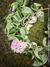 Flowering Hoya Compacta Hindu Rope Albo Variegata, organically grown tropical Hoya plants for sale at TOMs FLOWer CLUB.