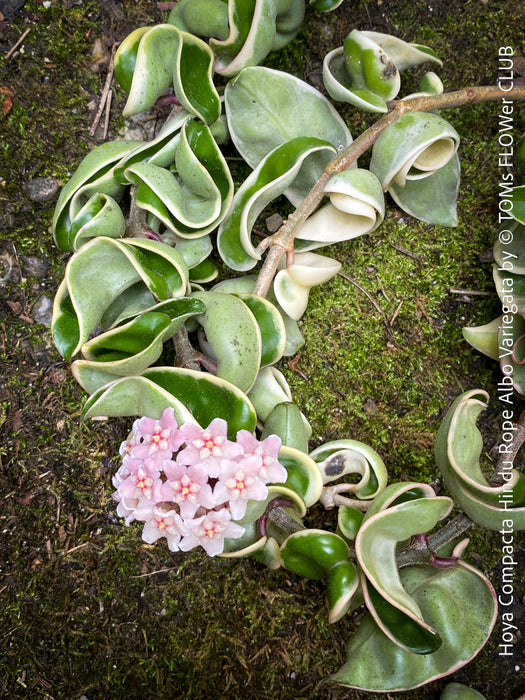 Flowering Hoya Compacta Hindu Rope Albo Variegata, organically grown tropical Hoya plants for sale at TOMs FLOWer CLUB.