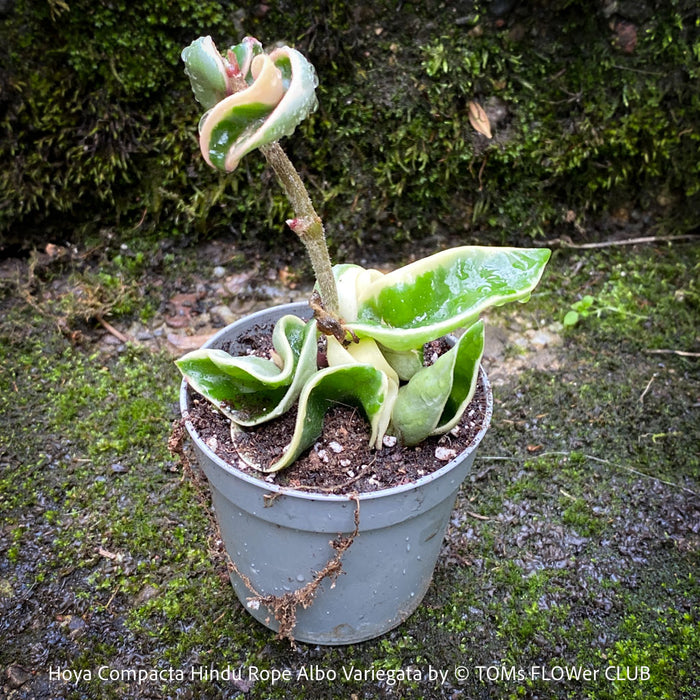 Hoya Compacta Hindu Rope Albo Variegata, organically grown tropical Hoya plants for sale at TOMs FLOWer CLUB.