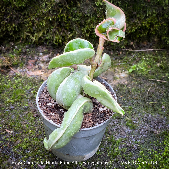 Hoya Compacta Hindu Rope Albo Variegata, organically grown tropical Hoya plants for sale at TOMs FLOWer CLUB.