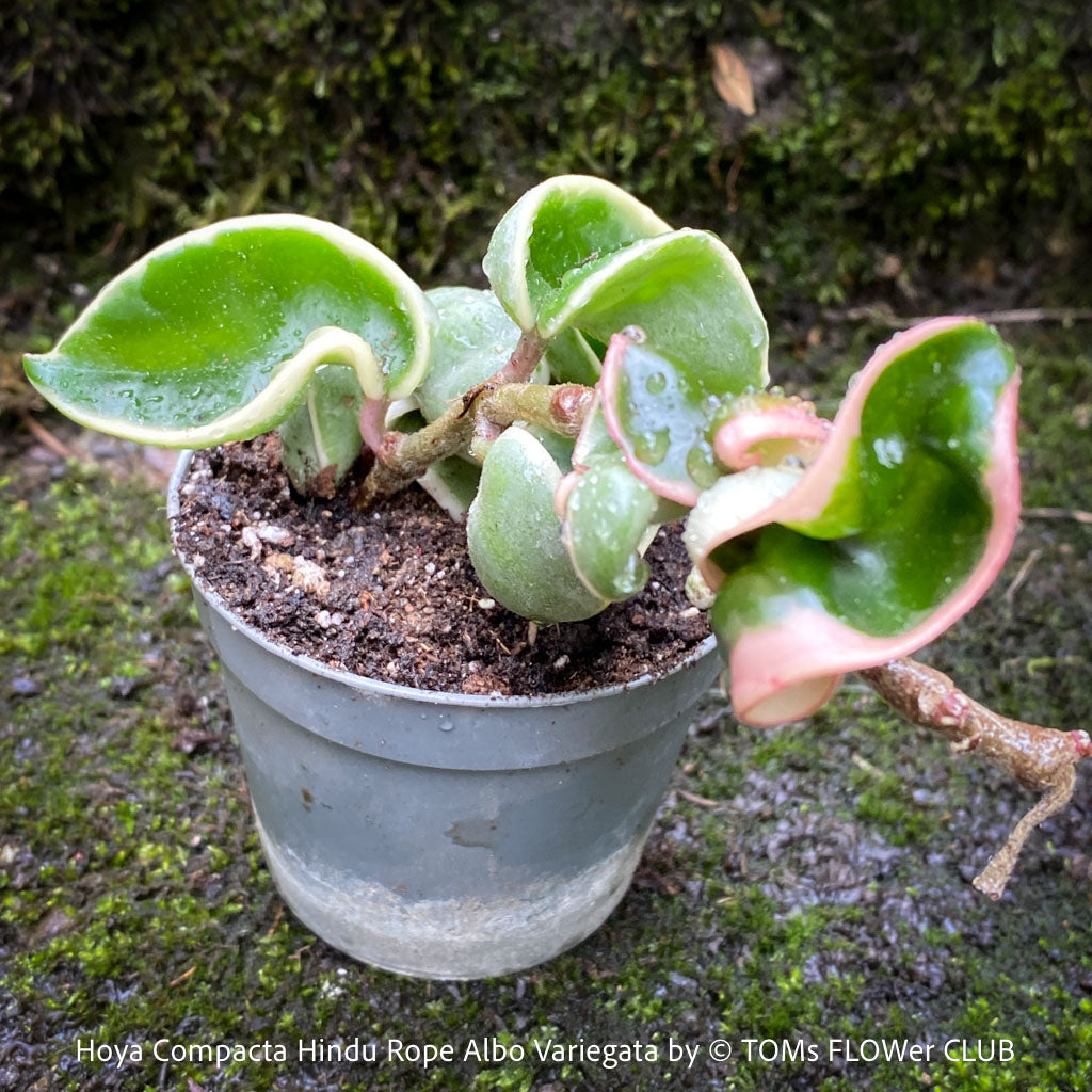 Hoya Compacta Hindu Rope Albo Variegata | organically grown tropical Hoya  plants