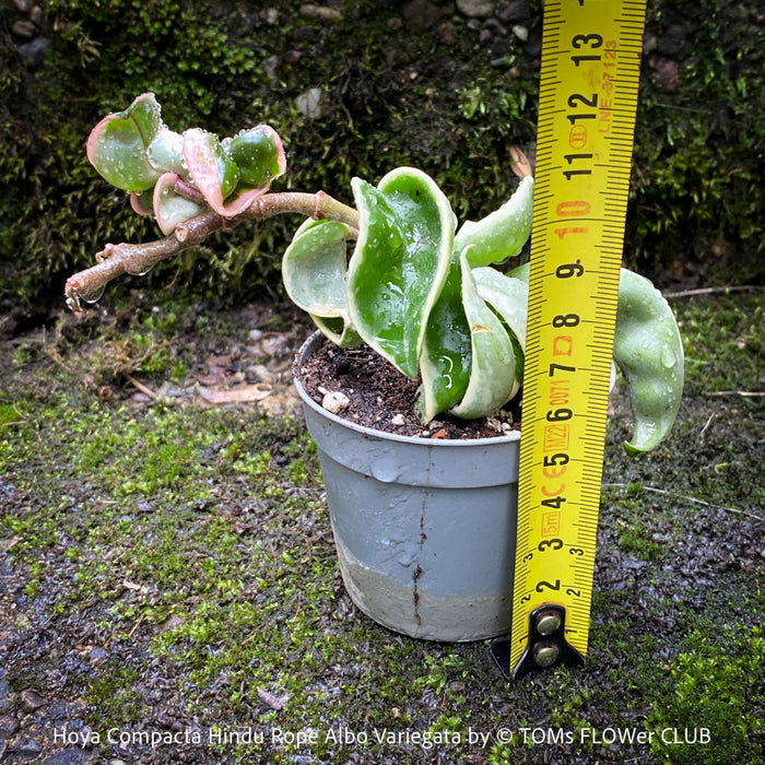 Hoya Compacta Hindu Rope Albo Variegata, organically grown tropical Hoya plants for sale at TOMs FLOWer CLUB.