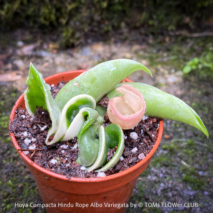Hoya Compacta Hindu Rope Albo Variegata, organically grown tropical Hoya plants for sale at TOMs FLOWer CLUB.