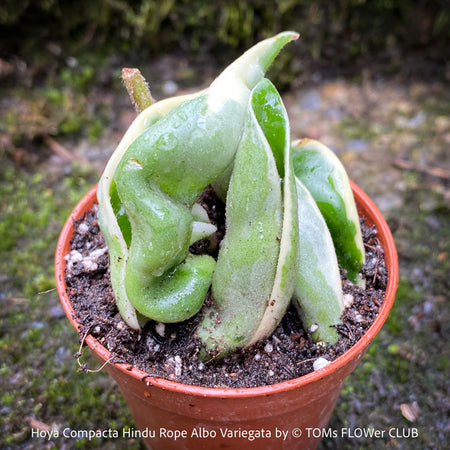 Hoya Compacta Hindu Rope Albo Variegata, organically grown tropical Hoya plants for sale at TOMs FLOWer CLUB.