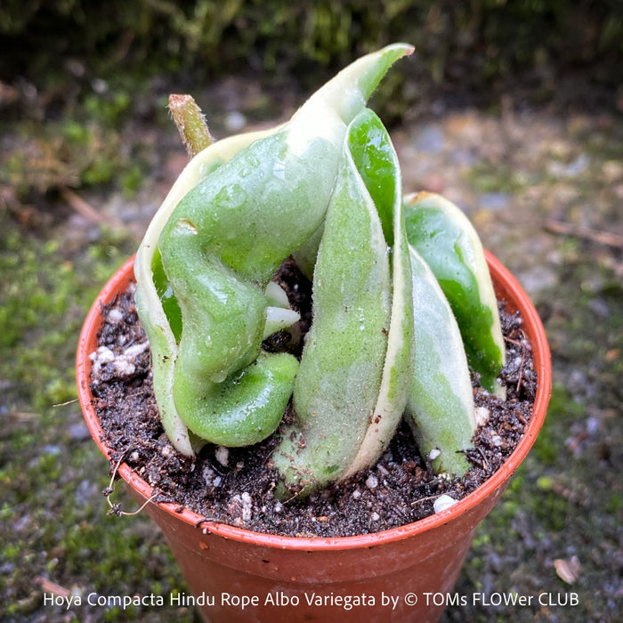 Hoya Compacta Hindu Rope Albo Variegata, organically grown tropical Hoya plants for sale at TOMs FLOWer CLUB.