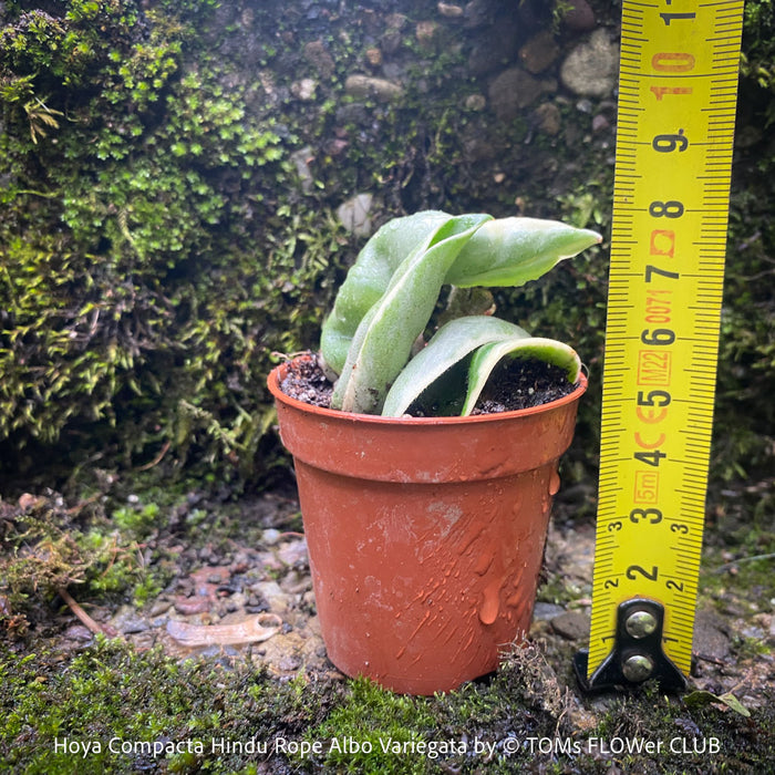 Hoya Compacta Hindu Rope Albo Variegata, organically grown tropical Hoya plants for sale at TOMs FLOWer CLUB.