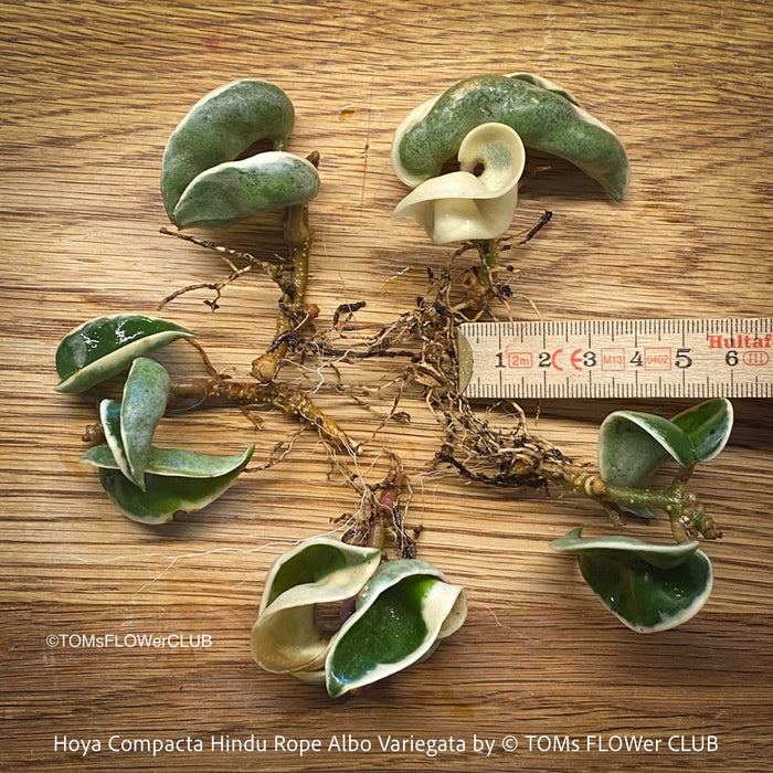 Hoya Compacta Hindu Rope plant with albo-variegata leaves, displaying a cluster of small, green and white leaves at the stem ends, on a wooden background, plants for sale at TOMs FLOWer CLUB. 